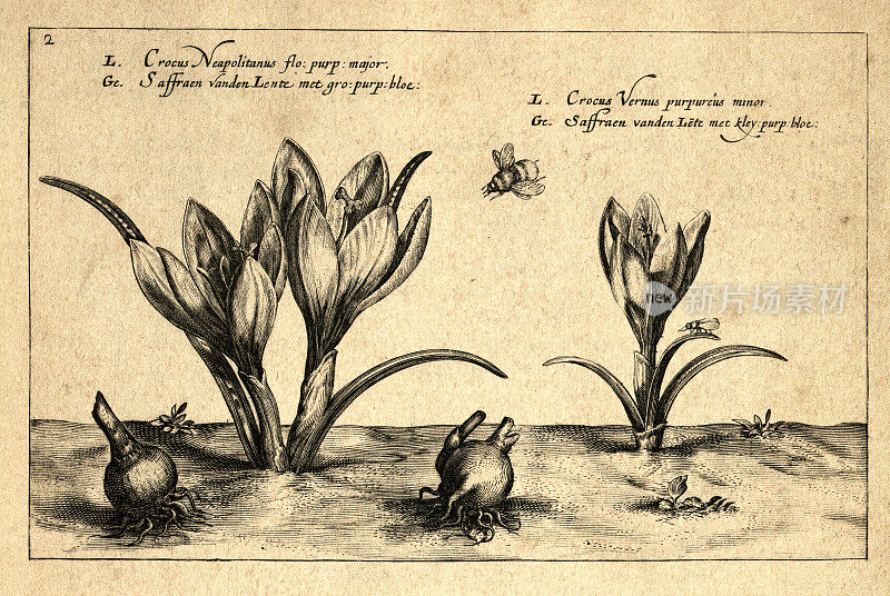 植物艺术印刷，藏红花，春天藏红花，巨型藏红花，新藏红花，Crispin de Passe，复古插图，17世纪